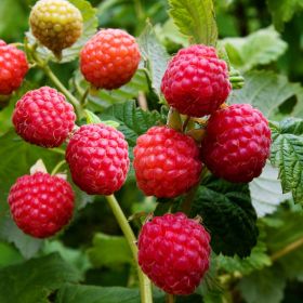 Raspberry Little Sweet Sister® - Patio 3 Litre